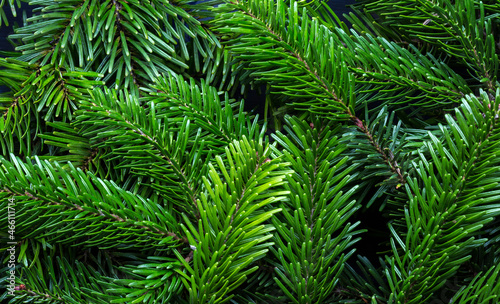 Fir tree branches as background.   Flat lay.  Selective focus.