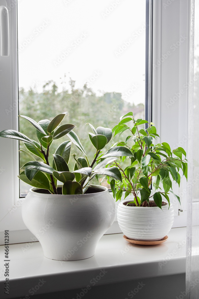 Potted Ficus elastica and Ficus benjamina plant on the windowsill in the room Potted Ficus elastica and Ficus benjamina plant on the windowsill in the room