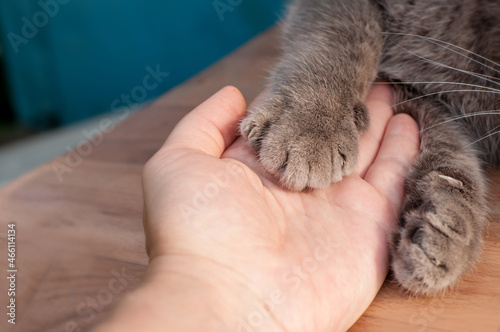 A gray cat's paw with claws lies on a human hand on a blue blurry background