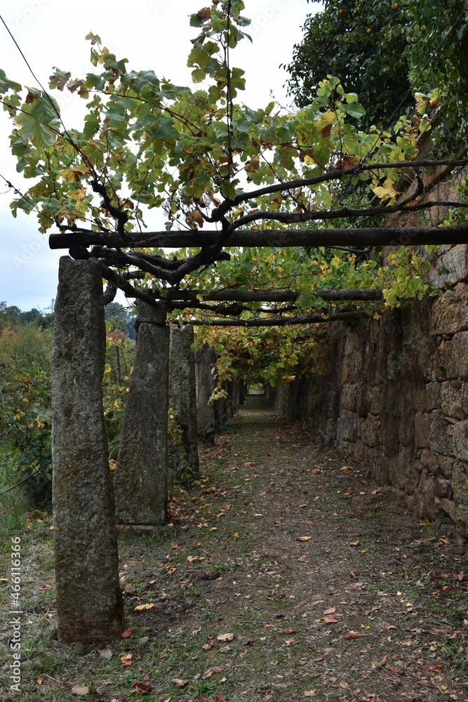 A nice path with stone columns and vineyards A nice path with stone columns and vineyards