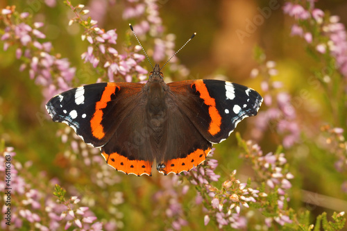 Closeup of a colorful Vanessa atalanta butterfly, with open wings , sipping nectar from purple Calluna vulgaris flowers