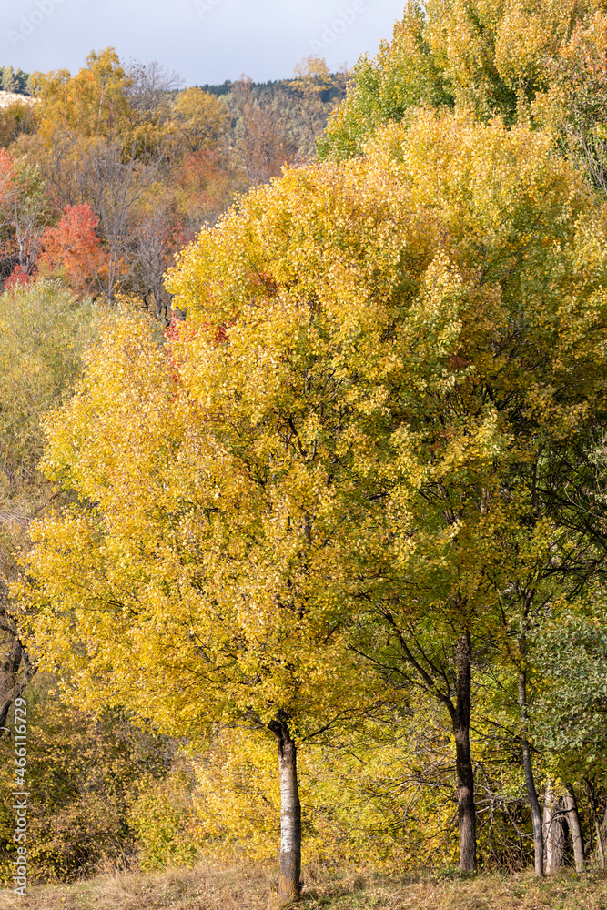 Fototapeta premium autumn in the park
