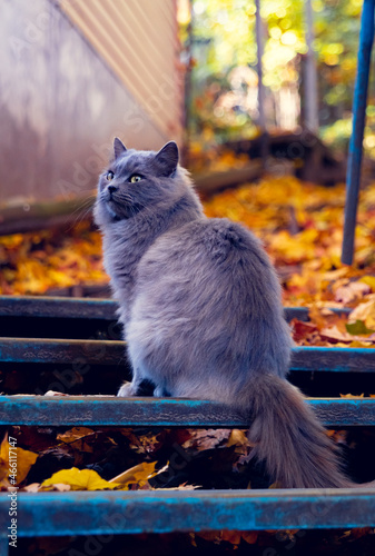 Foto A gray, fluffy cat sits on the steps of the stairs and watches the sky