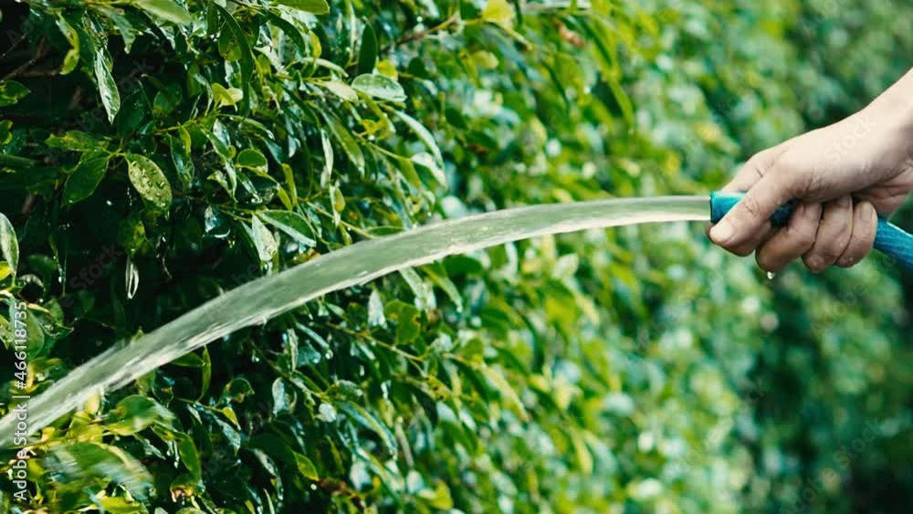 Watering tree. Woman arms are using water spraying hoses. Woman
