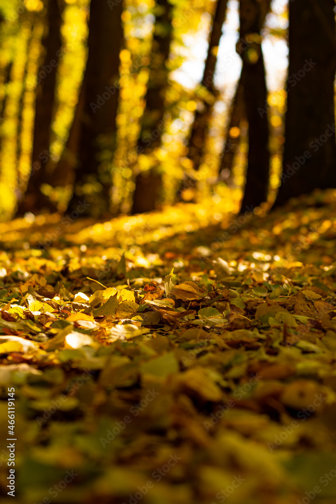 Autumn landscape of golden autumn leaves. Beautiful view of the golden autumn alley, in the rays of the sun. Beautiful sunshine shines beautifully through the yellow foliage.