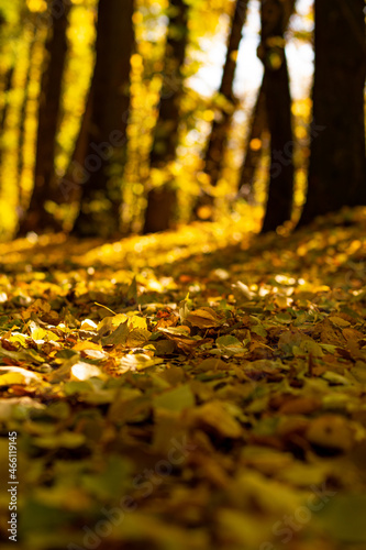 Autumn landscape of golden autumn leaves. Beautiful view of the golden autumn alley  in the rays of the sun. Beautiful sunshine shines beautifully through the yellow foliage.