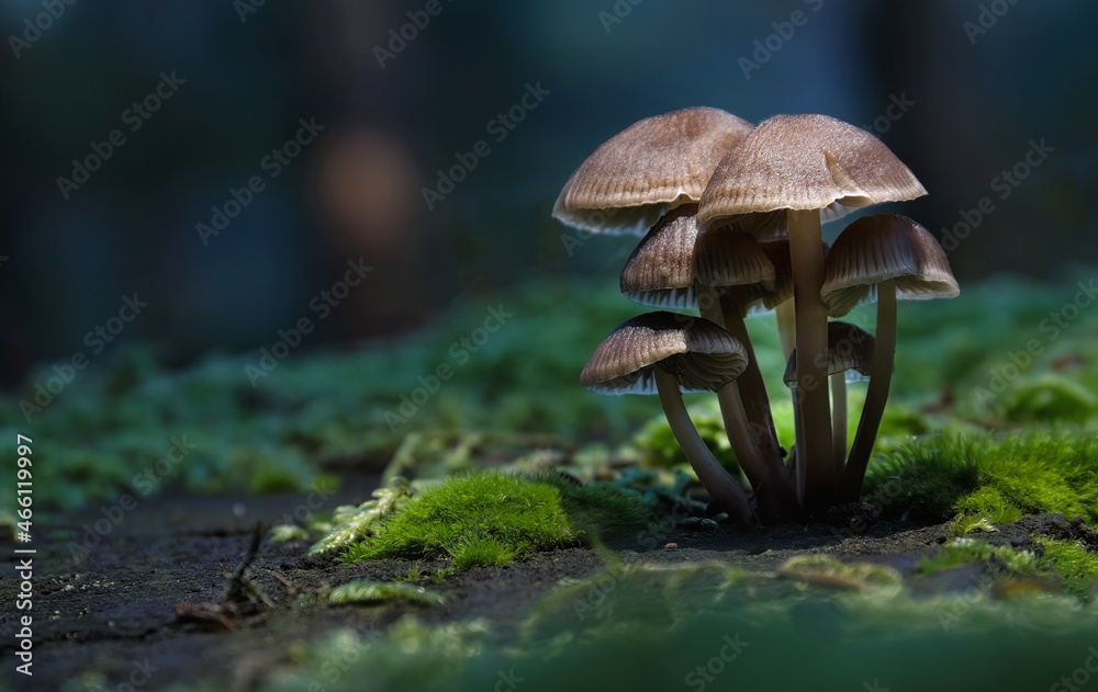 mushroom in the forest mushroom in the forest