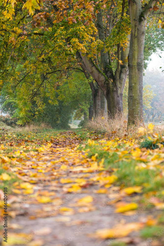 Obraz premium Autumn leaves in the forest in Souffelweyersheim in France