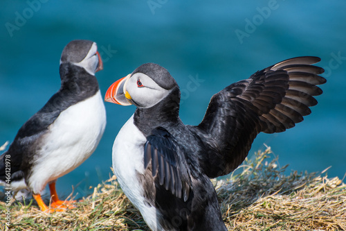 Puffin in the beautiful countryside nature of Hafnarholmi in Borgarfjordur Eystri in Iceland photo