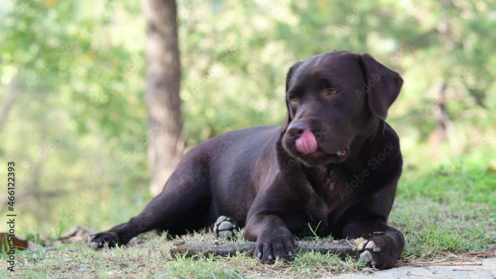 Chocolate Labrador portrait lying on grass looking around. Purebred dog with stick. Chocolate Labrador portrait lying on grass looking around. Purebred dog with stick.
