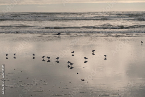 Little Terns and Seagulls on Wet Beach near Sea Water Waves and Sky at Dawn © Monica