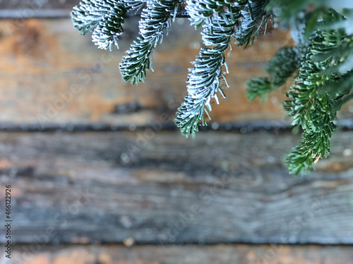 Snow-covered spruce branch on a blurred background.