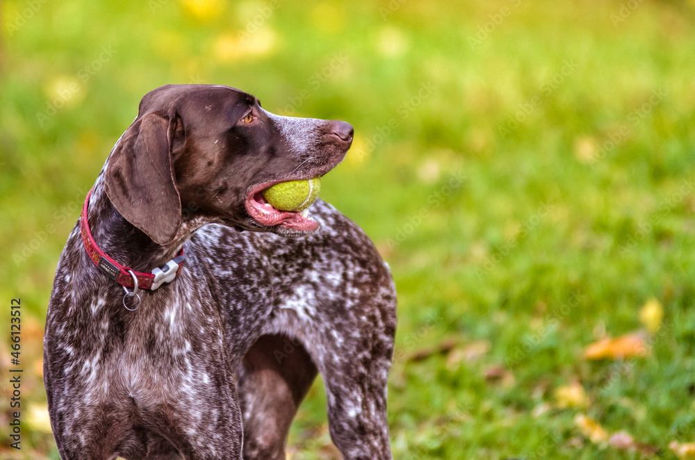 Portrait of a shorthaired pointer with a tennis ball Portrait of a shorthaired pointer with a tennis ball