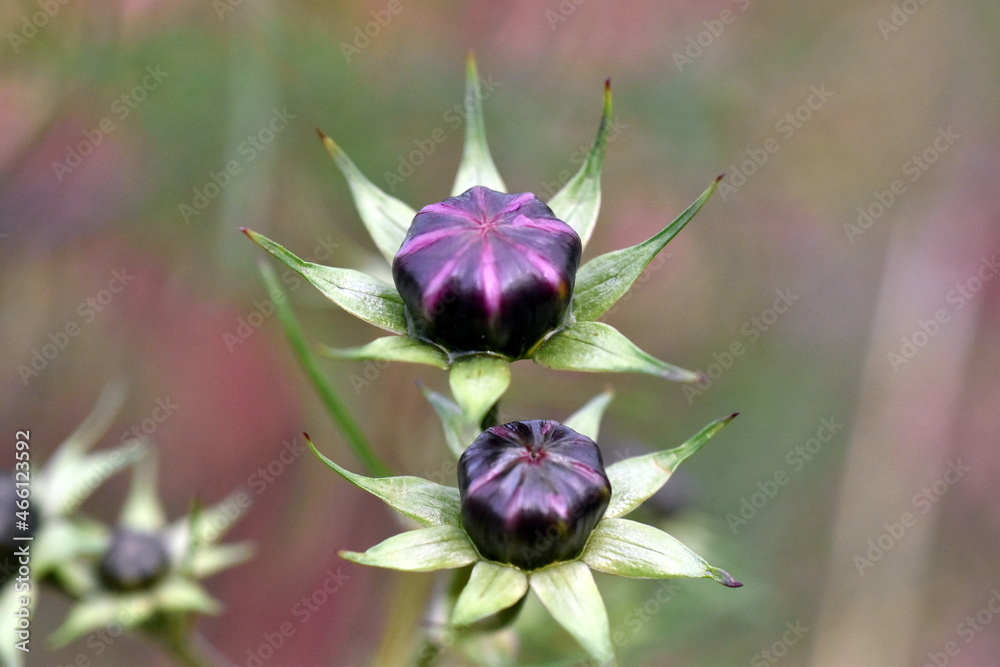 Geschlossene Knospe einer Cosmea