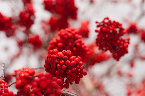 red rowanberries on rowan tree in autumn closeup