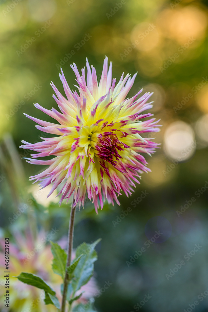 Dahlia Linsay Michelle flower grown in a garden in Madrid Dahlia Linsay Michelle flower grown in a garden in Madrid