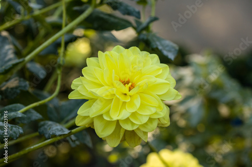 Dahlia Glory Heemstede flower grown in a garden in Madrid photo