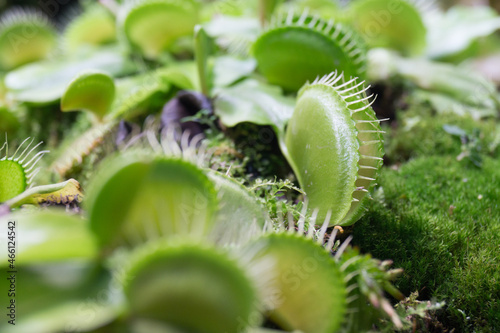 Venus flytrap