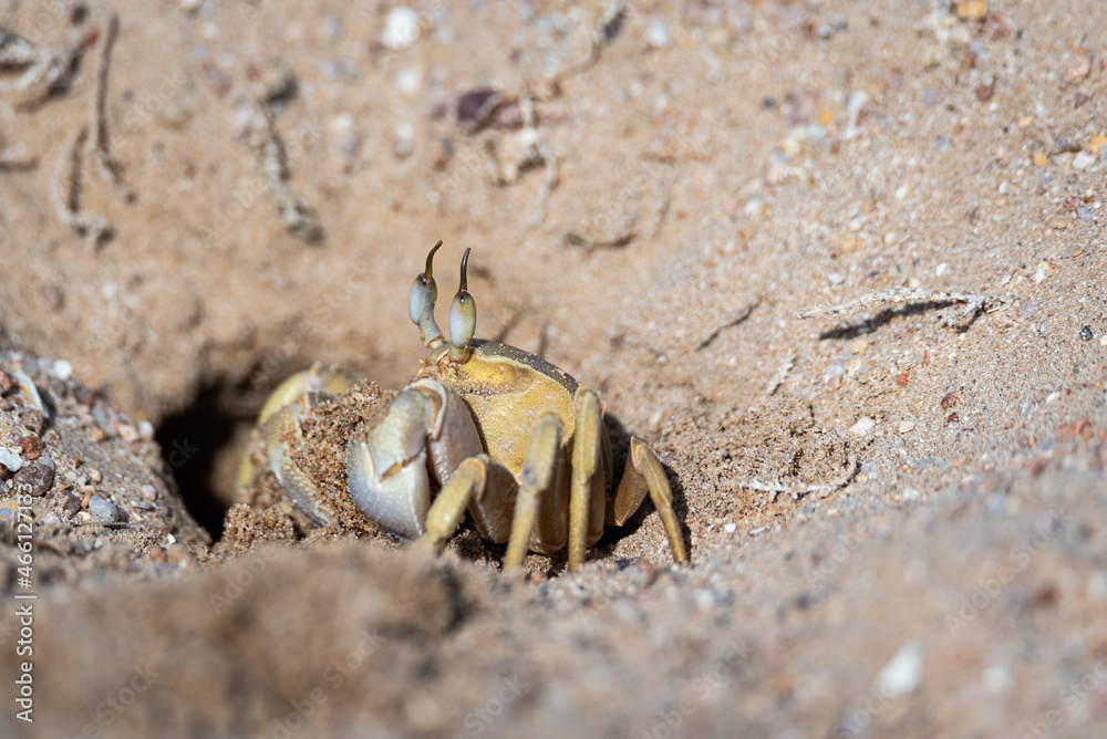 Ghost crab near a burrow dug in loose sand on the beach. Fauna of the ...