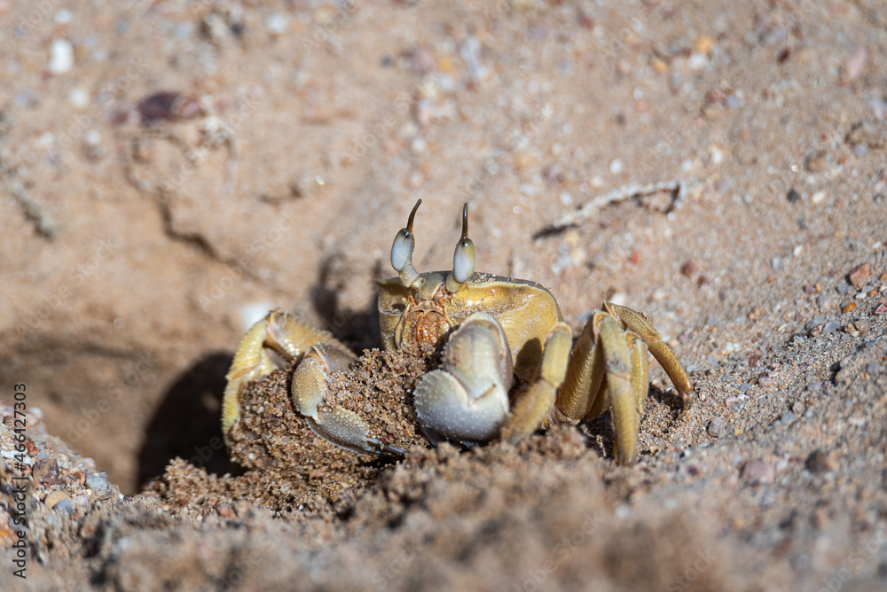 Ghost crab near a burrow dug in loose sand on the beach. Fauna of the ...