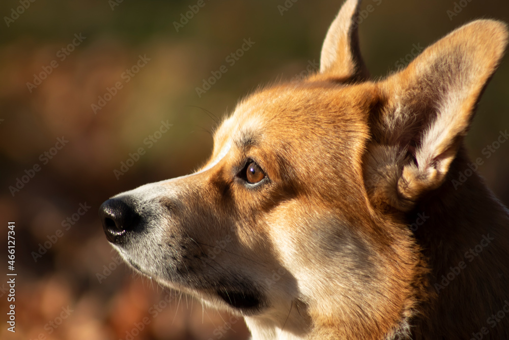 Portrait of a welsh corgi pembroke white and yellow male. Portrait of a welsh corgi pembroke white and yellow male.