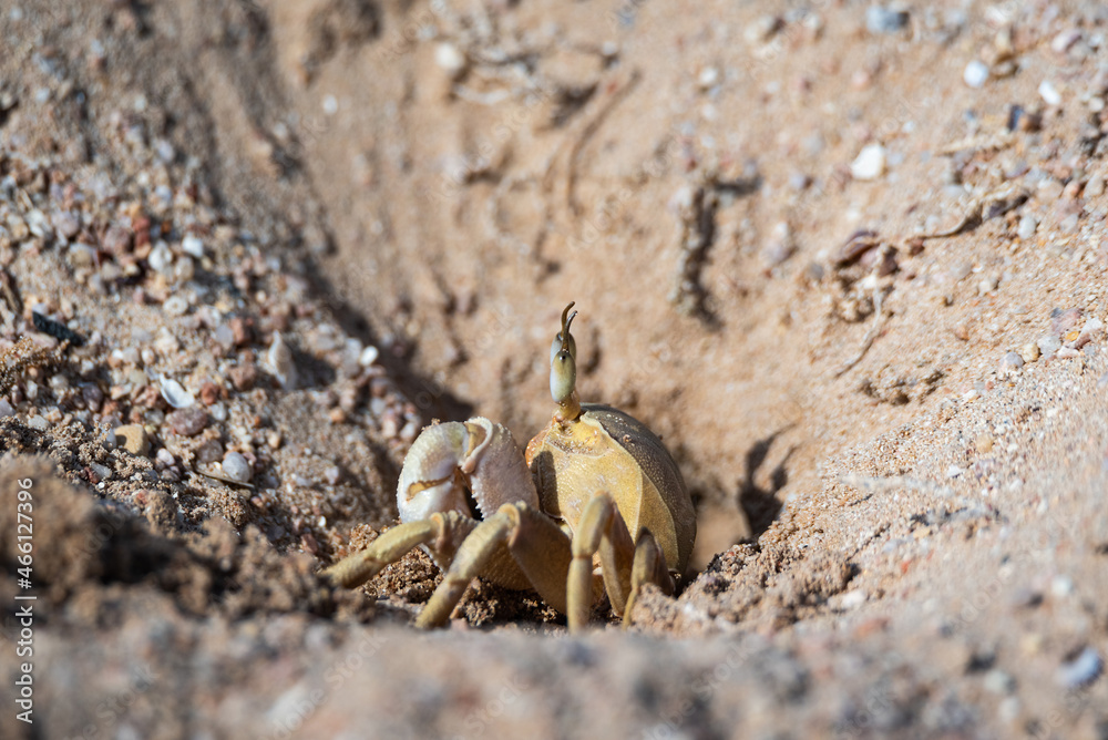Ghost crab near a burrow dug in loose sand on the beach. Fauna of the ...