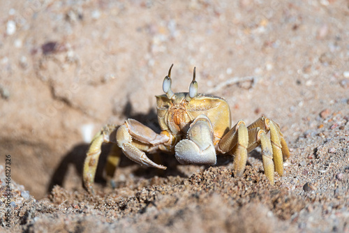 Ghost crab near a burrow dug in loose sand on the beach. Fauna of the Red Sea.