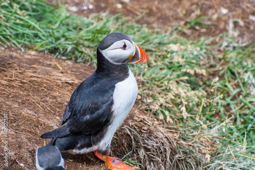 Puffin in the beautiful countryside nature of Hafnarholmi in Borgarfjordur Eystri in Iceland photo