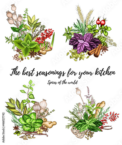 A colorful set of spices, herbs and spices. Bright, colorful hand drawing. Vector for menu, restaurant,
food and kitchen design.