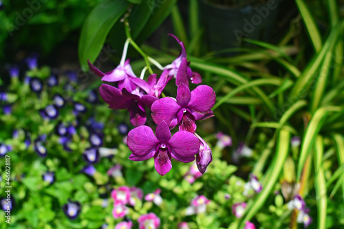 Dark pink orchid flowers on a background of greenery
