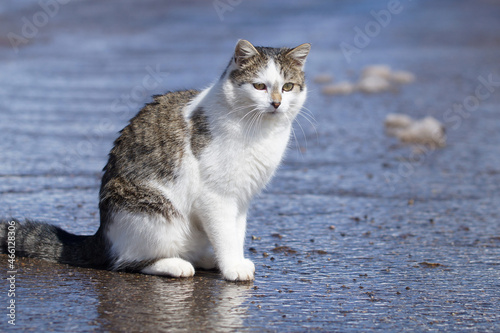 cute cat sitting on wet road