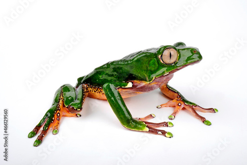 Giant monkey frog // Riesenmakifrosch (Phyllomedusa bicolor)  © bennytrapp