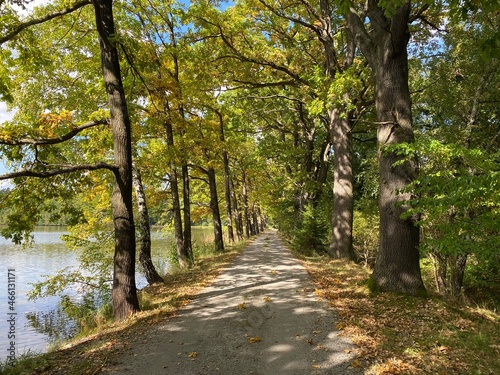 path in the forest