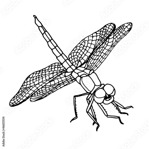 A black and white sketch of a dragonfly with wings spread. Vector illustration