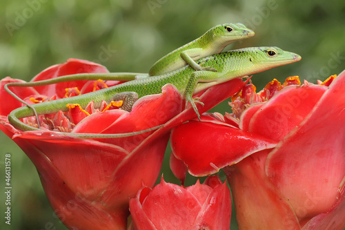 A pair of Emerald Tree Skink (Lamprolepis smaragdina) is preparing to mate. photo