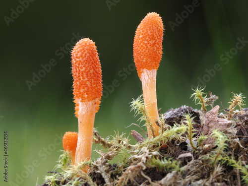 Cordyceps militaris