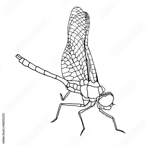 A black and white sketch of a dragonfly with wings spread. Vector illustration