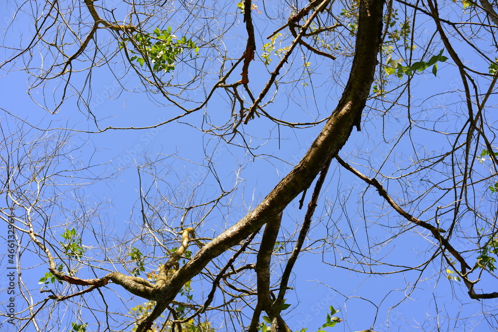 Fototapeta premium Tree's branches with blue sky