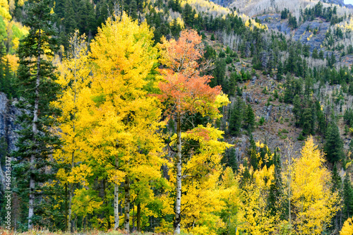 Colorful aspen trees in beautiful fall colors.