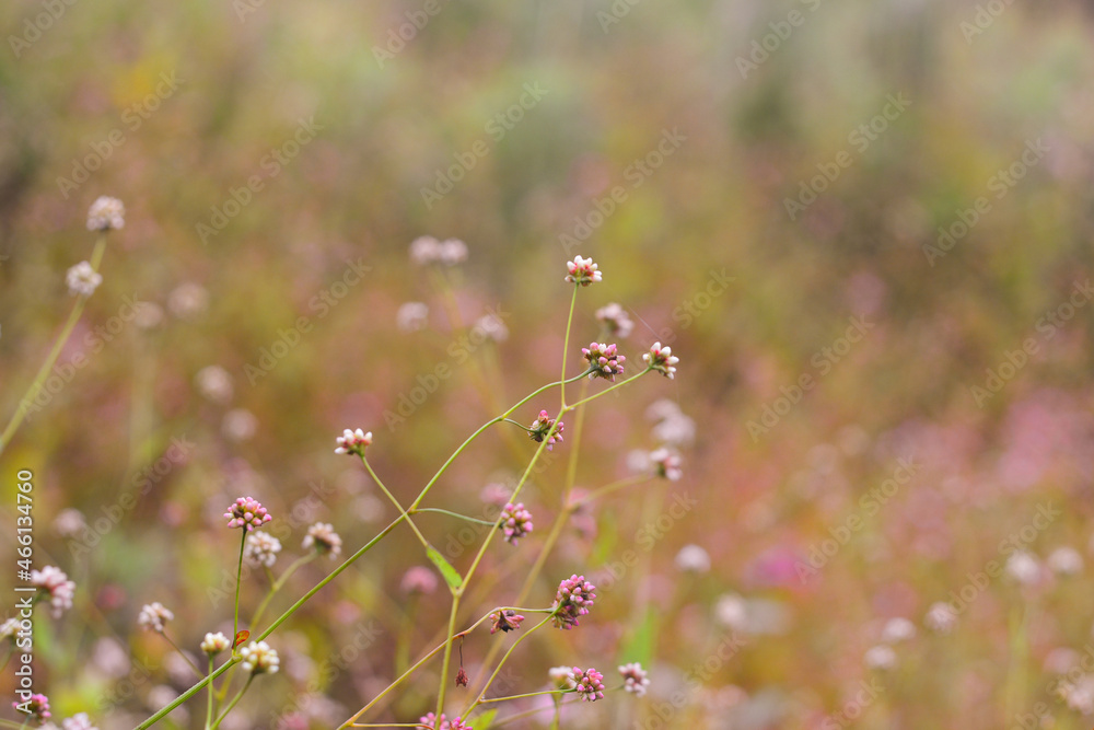 Soft background of multicolored circles of pink and brown colors Soft background of multicolored circles of pink and brown colors