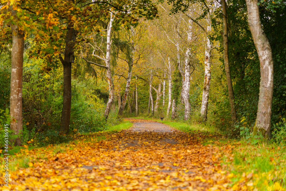 Bunter Herbstweg