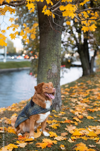 Wallpaper Mural Adorable brown Nova Scotia Duck Tolling Retriever under maple tree. Yellow maple leaves around. Autumn season. Outdoor recreation with a dog. Pet loving concept. Selective focus. River on background Torontodigital.ca