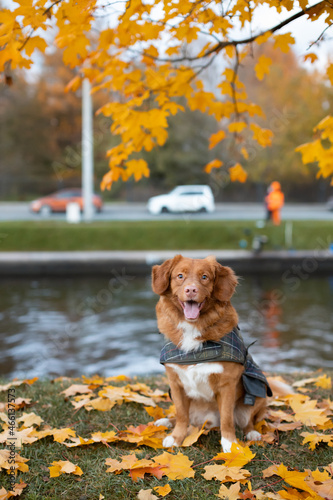 Cute young brown Nova Scotia Duck Tolling Retriever among yellow maple leaves. Autumn season. Outdoor recreation with a dog. Pet loving concept. Selective focus. River on background.