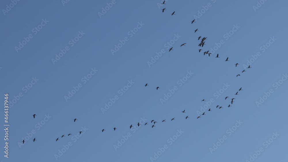 The crane migration in the autumn at Kelbra in Saxony Anhalt The crane migration in the autumn at Kelbra in Saxony Anhalt