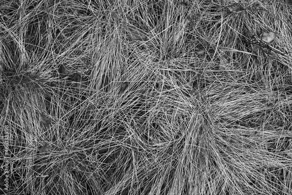 abstract dry grass close-up for textured background or monochrome wallpaper abstract dry grass close-up for textured background or monochrome wallpaper