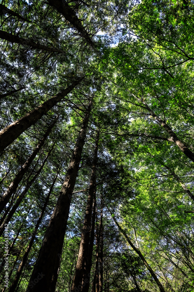 Fototapeta premium trees in the forest