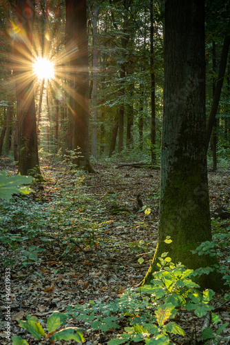 promienie słońca między drzewami jesiennego lasu w Europie photo