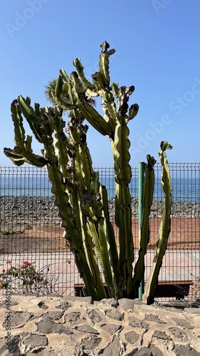 Euphorbia Abyssinica photo