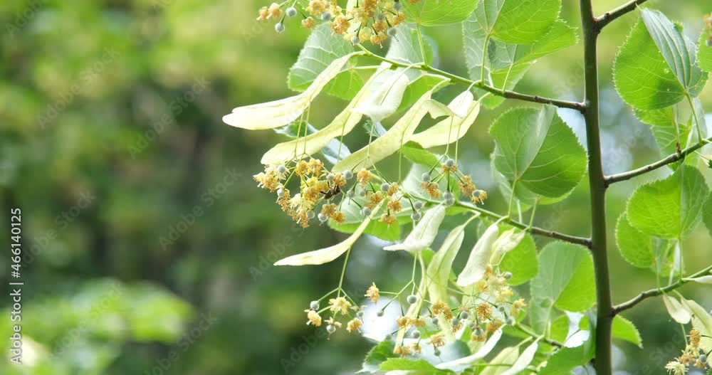 honey bee on the flower. honey bee collects nectar from linden flowers honey bee on the flower. honey bee collects nectar from linden flowers