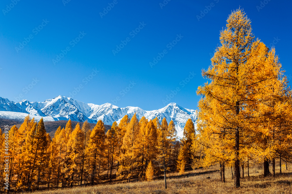 Autumn larch taiga on the background of snow-capped mountains.